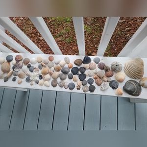 Seashells Carolina beaches Atlantic ocean sea shell includes one sea biscuit